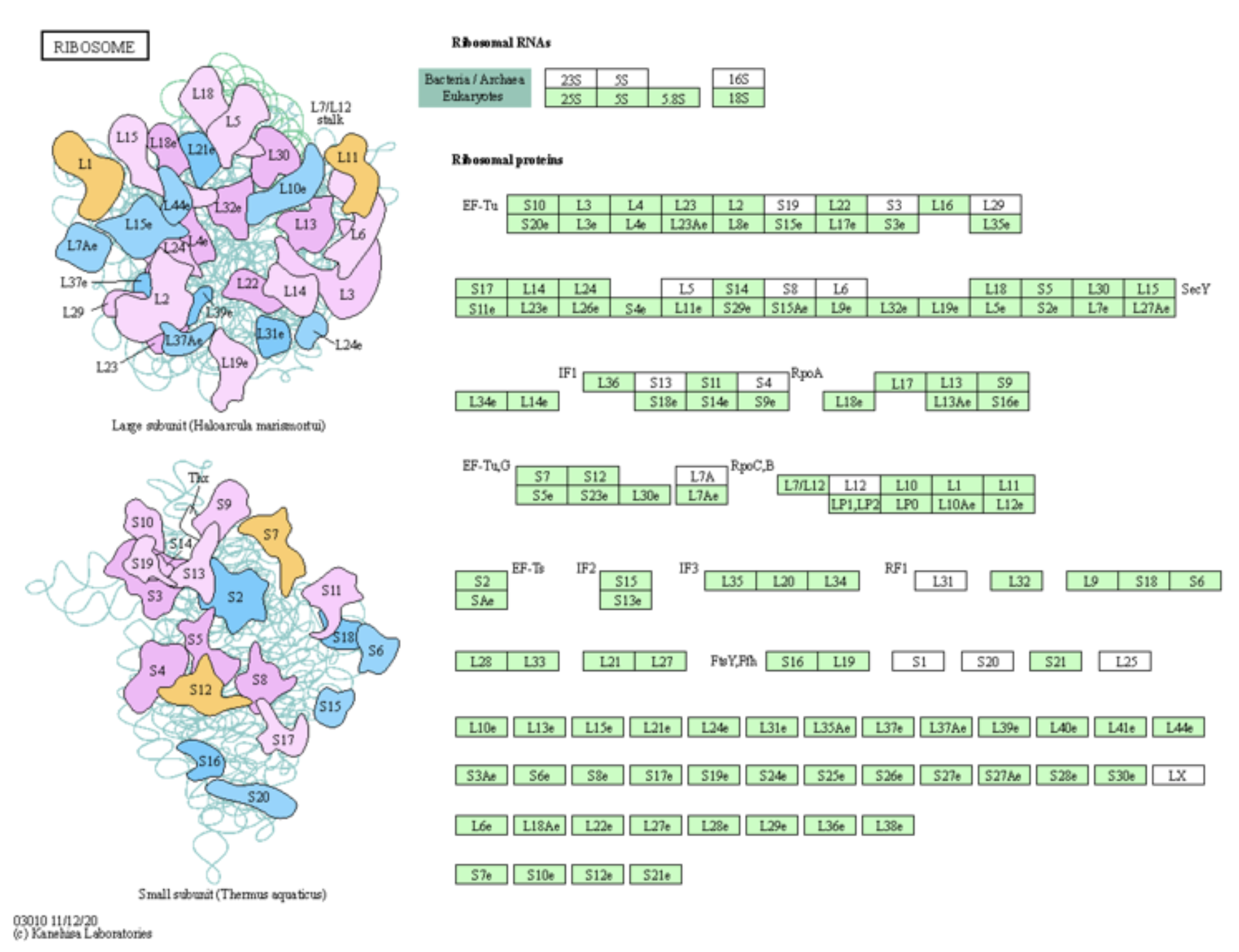 A graph or ribosomal RNA